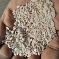 قلوه برنج هاشمی تمیز شده