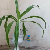 گل با گلدان