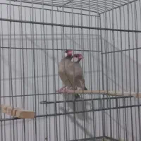 یک جفت نرگسی شکلاتی مولد