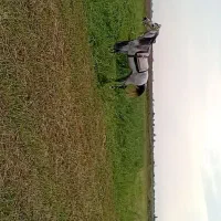 اسب نریون|اسب و تجهیزات اسبسواری|پارسآباد, |دیوار