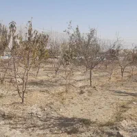 فروش زمین کشاورزی ورودی اصلی شهر۵۵۰متر|فروش زمین و ملک کلنگی|پیر بکران, |دیوار