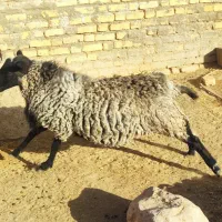 بره نژاد رومانوف اصیل،بذری قوچ میش بره بز کهره|حیوانات مزرعه|بختگان, |دیوار