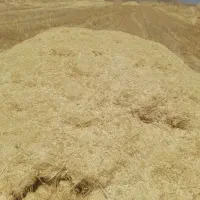 کاه گندم  دیم ۵۰ انبار بزرگ