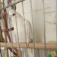 عروس آلبینو ماده معاوضه با آلبینو نر