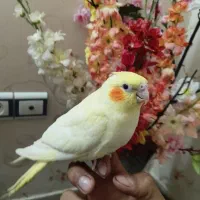 عروس هلندی