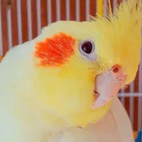 عروس هلندی نر و سخنگو