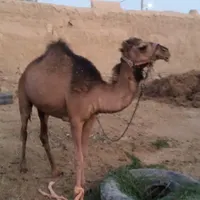 فروش یک عدد شتر ماده|حیوانات مزرعه|گناباد, |دیوار