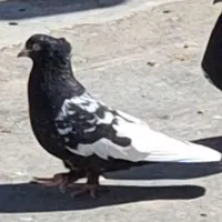 کبوتر سینه ماده