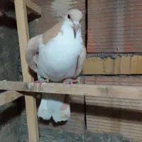 کفتر پرشی چادری پلاکی افغانی