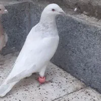 *طوقی دمسفید سار آبی*|پرنده|مشهد, شهید بصیر|دیوار