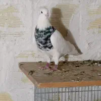 کبوترطوقی|پرنده|بستان آباد, |دیوار