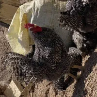 جوجه و تخم امروک اصل