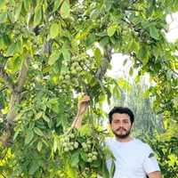پیش فروش نهال های اصلاح شده و پیوندی و زود بازده