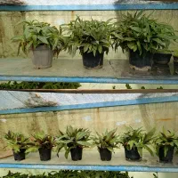 گل و گیاه آپارتمانی|گل و گیاه طبیعی|مشهد, رضاشهر|دیوار