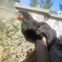 سه عدد مرغ و یک خروس|حیوانات مزرعه|تربت جام, علوی|دیوار