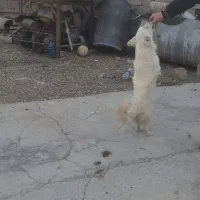 فروش سک پامر|سگ|بهبهان, |دیوار