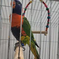 طوطی لری رنگین کمانی|پرنده|ری, اقدسیه|دیوار