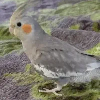 عروس هلندی