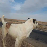 سگ گمشده|حیوانات|همدان, |دیوار