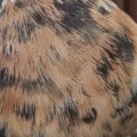 سرور. سرخ و...