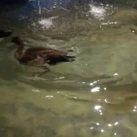 غروش جفت غاز مصری