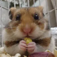 همستر شیطون نر بامزه