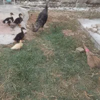 بوقلمون ماده با سه جوجه ۴۰ روزه