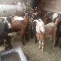 تعدادی کهره نر|حیوانات مزرعه|جم, |دیوار