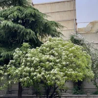 ویلایی ۱۴۰۰متر زمین / ۸۰۰متر بنا تریبلکس / رویایی|اجارهٔ خانه و ویلا|تهران, اقدسیه|دیوار