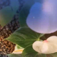 استخدام نیروی خدماتی یک خانم جوان