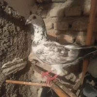 دو عدد کبوتر