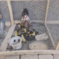 فروش جوجه اوردک اسراعیلی