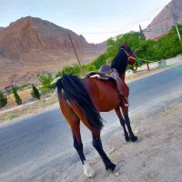 اسب درشور