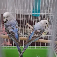 پرنده‌