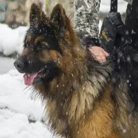 ژرمن رتوایلر دوبرمن شیتزو پودل