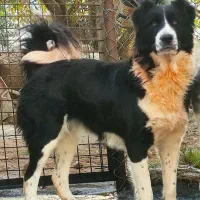 سگ قهدریجانی ماده|سگ|ایوان, |دیوار