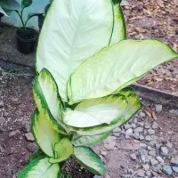 گلها فروشی|گل و گیاه طبیعی|خاش, |دیوار