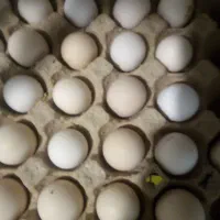 تخم مرغ گلین نطفه‌دار از مرغ‌های اصلی نژادهای اصلی|حیوانات مزرعه|قم, نوبهار|دیوار