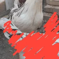 فروش دو عدد خروس