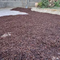 کشمش تازه امسالی درجه یک|خوردنی و آشامیدنی|گرگان, |دیوار