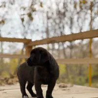 توله سگ نژاد پیکینیز