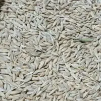 جو خارجی ،آردکیسه ی،خوراک دام و انواع نهادهای دامی