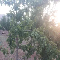 باغ|فروش دفتر صنعتی، کشاورزی، تجاری|تیران, |دیوار