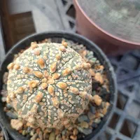 انواع کاکتوس های کلکسیونی