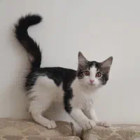 گربه سه ماهه اهلی خانگی