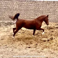فروش یک راس مادیان کرد