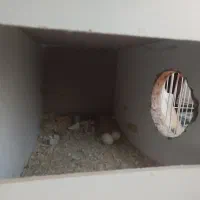 یک جفت عروس هلندی|پرنده|مشهد, شهید قربانی|دیوار