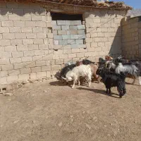 ۵ راس کهره نر چاق|حیوانات مزرعه|بانش, |دیوار