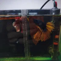 ماهی فایتر نژاد دار مناسب تکثیر|ماهی|سنندج, |دیوار