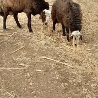 یه جفت قوچ ۲ ساله افشار اصفهانی درجه یک بشرط|حیوانات مزرعه|زنده رود, |دیوار